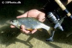 scardinius erythrophthalmus var scardafa scardinius erythrophthalmus var scardafa