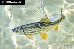 scardinius erythrophthalmus var scardafa scardinius erythrophthalmus var scardafa