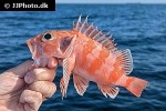 helicolenus dactylopterus helicolenus dactylopterus