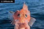 helicolenus dactylopterus helicolenus dactylopterus