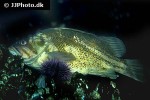 sebastes auriculatus sebastes auriculatus