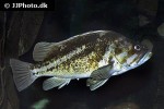 sebastes caurinus sebastes caurinus