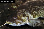 sebastes caurinus sebastes caurinus