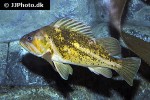 sebastes caurinus sebastes caurinus