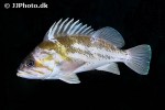 sebastes caurinus sebastes caurinus
