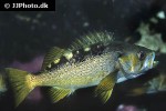 sebastes flavidus sebastes flavidus