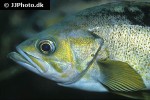sebastes flavidus sebastes flavidus
