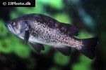 sebastes melanops sebastes melanops