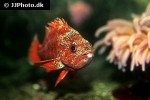 sebastes miniatus sebastes miniatus