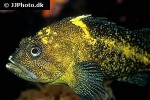 sebastes nebulosus sebastes nebulosus