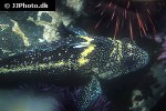 sebastes nebulosus sebastes nebulosus
