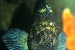 sebastes nebulosus sebastes nebulosus
