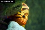 sebastes nigrocinctus sebastes nigrocinctus