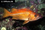 sebastes pinniger sebastes pinniger