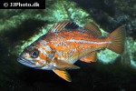 sebastes pinniger sebastes pinniger