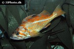sebastes pinniger sebastes pinniger
