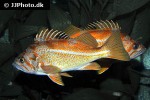 sebastes pinniger sebastes pinniger