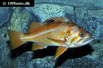 sebastes pinniger sebastes pinniger