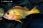 sebastes pinniger sebastes pinniger