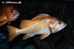 sebastes pinniger sebastes pinniger