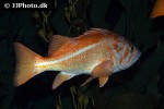 sebastes pinniger sebastes pinniger