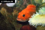 sebastes ruberrimus sebastes ruberrimus
