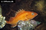 sebastes ruberrimus sebastes ruberrimus