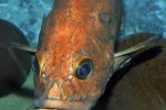 sebastes ruberrimus sebastes ruberrimus