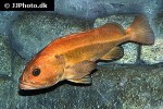 sebastes ruberrimus sebastes ruberrimus