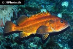 sebastes ruberrimus sebastes ruberrimus
