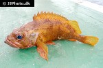 sebastes viviparus sebastes viviparus