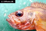 sebastes viviparus sebastes viviparus