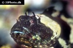 sebasticus marmoratus sebasticus marmoratus