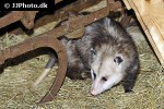 didelphis virginiana virginia opossum didelphis virginiana virginia opossum