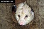 didelphis virginiana virginia opossum didelphis virginiana virginia opossum