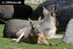 dolichotis patagonum patagonian mara dolichotis patagonum patagonian mara