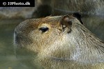 hydrochoerus hydrochaeris capybara hydrochoerus hydrochaeris capybara