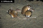 jaculus jaculus lesser egyptian jerboa jaculus jaculus lesser egyptian jerboa