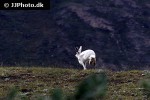 lepus arcticus arctic hare lepus arcticus arctic hare