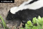 mephitis mephitis striped skunk mephitis mephitis striped skunk