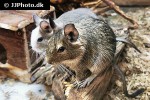 octodon degus common degu octodon degus common degu