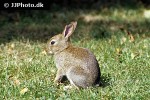 oryctolagus cuniculus european rabbit oryctolagus cuniculus european rabbit