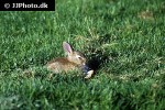 oryctolagus cuniculus european rabbit oryctolagus cuniculus european rabbit