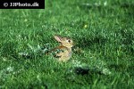 oryctolagus cuniculus european rabbit oryctolagus cuniculus european rabbit