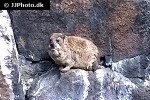 procavia capensis rock hyrax procavia capensis rock hyrax