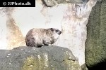 procavia capensis rock hyrax procavia capensis rock hyrax
