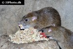 rattus norvegicus brown rat rattus norvegicus brown rat