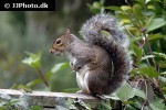 sciurus carolinensis eastern gray squirrel sciurus carolinensis eastern gray squirrel
