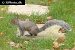 sciurus carolinensis eastern gray squirrel sciurus carolinensis eastern gray squirrel