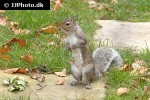 sciurus carolinensis eastern gray squirrel sciurus carolinensis eastern gray squirrel